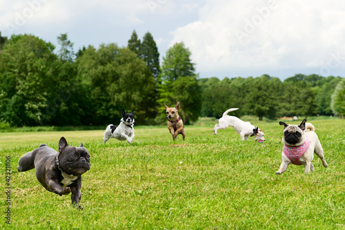 Photo: Little dogs in the park Little dogs in the park