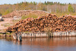 Pile of Graded and Numbered Debarked Logs
