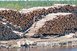Pile of Graded and Numbered Debarked Logs