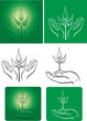 Hands holding sapling in soil