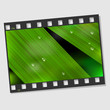 Film frame with macro leaf