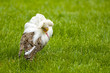 Male ruff with white collar