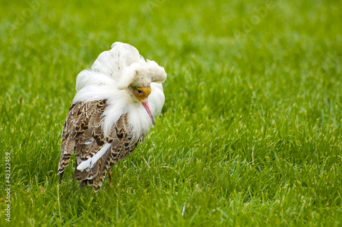Photo: Male ruff with white collar Male ruff with white collar