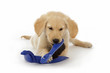 chiot Golden Retriever jouant avec une brosse