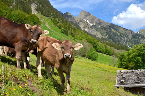 Foto: Jungrinder auf Alpe im Hochgebirge Jungrinder auf Alpe im Hochgebirge