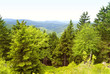 Rennsteig
