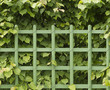 green fence