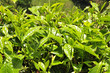 canvas print picture - Teeppflanze, Camellia Sinensis