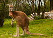 kangaroo red, Macropus rufus