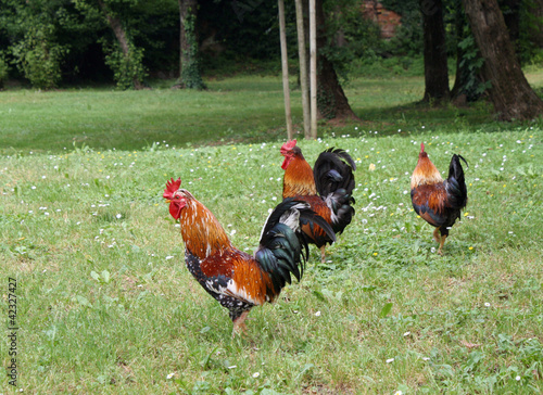 Photo: proud Rooster with red crest on the green grass proud Rooster with red crest on the green grass