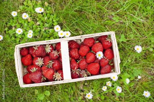 Foto: Erdbeeren Erdbeeren