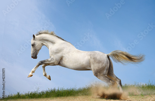 Foto: silver-white stallion silver-white stallion