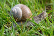 Schnecke Abgewandt