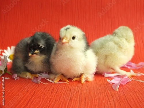 Foto: chicken chicken