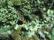 Clown fish in Great Barrier Reef, Australia