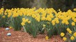 Video: Young mixed race girl finding and gathering Easter eggs among daffodils and running off Young mixed race girl finding and gathering Easter eggs among daffodils and running off