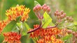 wild flowers