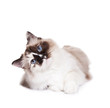 Curious Ragdoll Cat on a White Background