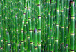 Horsetail Equisetum plant