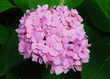Photo: Pink Hydrangea Hortensia flower Pink Hydrangea Hortensia flower