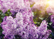 lilac