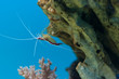 reef