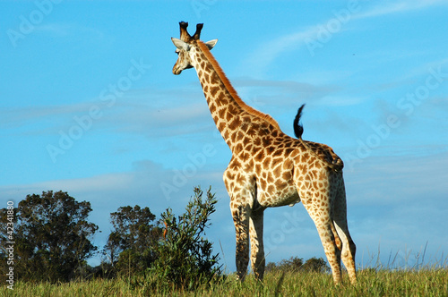 Photo: Giraffe Giraffe