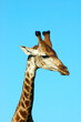 Photo: Giraffe portrait Giraffe portrait