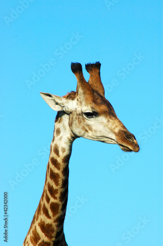 Photo: Giraffe portrait Giraffe portrait
