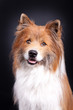 Portrait Hund