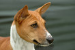Basenji dog portrait