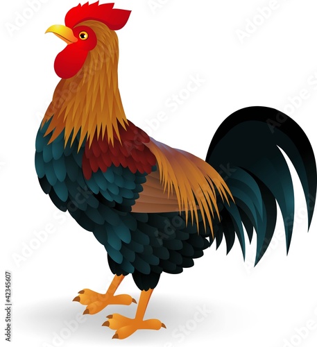 Vector: Rooster cartoon Rooster cartoon