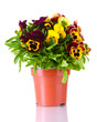 beautiful violet pansies in flowerpot isolated on a white .