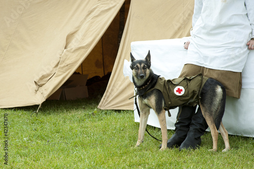 Photo: Dog rescue with medicine bag sinse world war 2 Dog rescue with medicine bag sinse world war 2