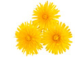 Dandelions