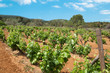 Grape Vines