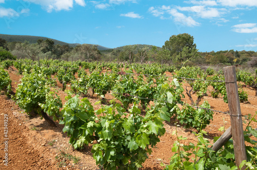 Foto: Grape Vines Grape Vines