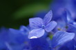 Photo: 雨のあと。 雨のあと。