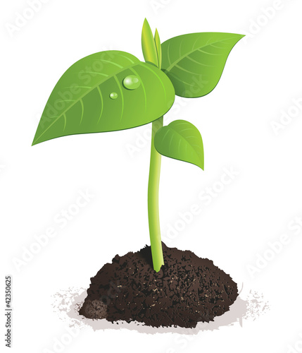 Vetor: Green sprout Green sprout