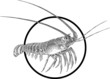 Spiny lobster
