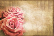 Roses vintage