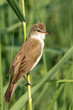 great reed warbler ( Acrocephalus arundinaceus )