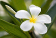 tropical flowers frangipani (plumeria)