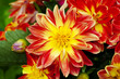 Feurige blume