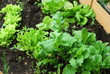 Blattsalat im Hochbeet