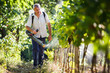 Vintner walking in his vineyard spraying chemicals on his vines