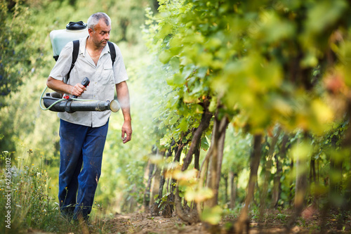 Foto: Vintner walking in his vineyard spraying chemicals on his vines Vintner walking in his vineyard spraying chemicals on his vines