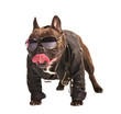 french bulldog biker