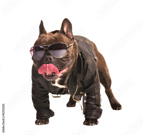 Photo: french bulldog biker french bulldog biker