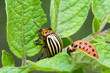 Colorado Potato Beetle
